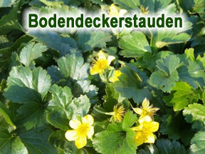 Bodendecker stauden, immergrün, schatten bodendecker