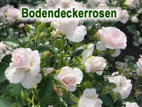 Bodendecker Rosen