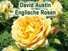 David Austin Englische Rosen