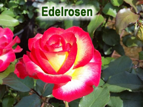 Edelrosen