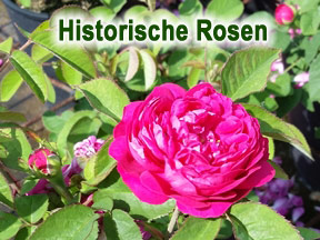 Historische- und Parkrosen