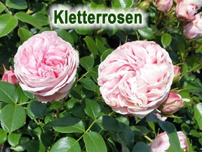 Kletterrosen