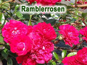 Ramblerrosen