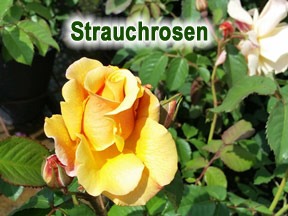 Strauchrosen