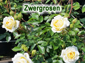 Zwergrosen