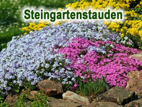 Steingartenstauden