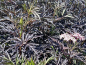 Preview: Sambucus nigra Black Lace Schwarzer Holunder
