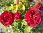 Preview: Rosa "Rouge Meilove"® - (Beetrose "Rouge Meilove"®),