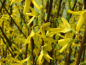 Preview: gelbe blüten Forsythia Lynwood Forsythie