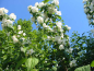 Preview: gefüllte weiße blüten Gartenjasmin Schneesturm Philadelphus