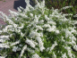 Preview: weiße Blütenhecke Spiraea cinerea Grefsheim Weiße Rispenspiere
