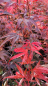 Preview: Acer palmatum Shaina - Fächer-Ahorn Shaina