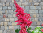 Preview: Astilbe Arendsii-Hybride rot Prachtspiere