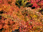 Preview: grüne Heckenberberitze Herbstfärbung