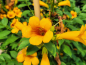 Preview: Campsis radicans Flava - Gelbe Trompetenblume