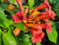 Preview: Campsis radicans Stromboli -R- - Trompetenblume Stromboli -R-