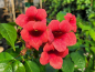 Preview: Campsis radicans Stromboli -R- - Trompetenblume Stromboli -R-