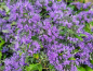 Preview: Caryopteris clandonensis Blue Balloon ® - Bartblume Blue Balloon ®