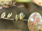 Preview: Lebkuchenbaum - Cercidiphyllum japonicum