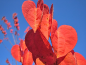 Preview: Cercidiphyllum japonicum - (Lebkuchenbaum / Japanischer Kuchenbaum),