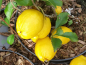 Preview: Zierquitte Cido Chaenomeles japonica