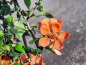 Preview: Zierquitte Cido Chaenomeles japonica Blüte orange