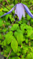 Preview: Clematis alpina Alpen-Waldrebe