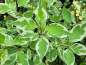 Preview: Cornus alba "Elegantissima" - (Weißbunter Hartriegel),