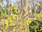 Preview: Corylopsis pauciflora - (Niedrige Scheinhasel),