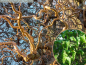 Preview: Corylus avellana "Contorta" - (Korkenzieherhaselnuss "Contorta"),