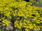 Preview: Euphorbia cyparissias Fens Ruby - (Zypressen Wolfsmilch Fens Ruby