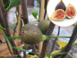 Preview: Ficus carica Firoma ® - (Feige