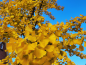 Preview: Herbstfärbung Gikgo biloba