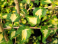 Preview: Hedera helix Goldheart Gelbbunter Efeu