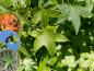 Preview: Liquidambar styraciflua - Amerikanischer Amberbaum
