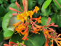 Preview: Lonicera Dropmore Scarlet Geißblatt