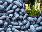 Preview: Lonicera kamtschatica  Blue Velvet Heckenkirsche Honigbeere Sibirische Heidelbeere