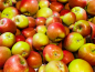 Preview: Malus Apfel Braeburn