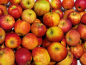 Preview: Malus "Elstar ®" - (Apfel "Elstar ®"),