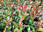 Preview: Photinia x fraseri "Carré Rouge" ® -  Rote Glanzmispel Carré Rouge