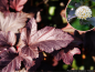 Preview: Physocarpus opulifolius Diabolo - Dunkelrote Blasenspiere Diabolo