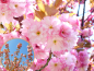 Preview: Prunus serrulata Kanzan - Japanische Nelkenkirsche Kanzan