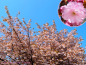 Preview: Prunus serrulata "Kanzan" - (Japanische Nelkenkirsche "Kanzan"),