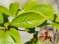 Preview: Prunus serrulata "Kanzan" - (Japanische Nelkenkirsche "Kanzan"),