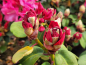 Preview: Rhododendron williamsianum Gartendirektor Glocker