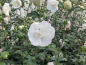Preview: Hibiscus syriacus "White Chiffon"® - (Rosen-Eibisch White Chiffon®),