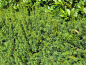 Preview: Taxus baccata - (Eibe),