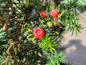 Preview: Taxus baccata - (Eibe),