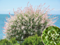 Preview: Salix integra "Hakuro Nishiki" - Zierweide "Hakuro Nishiki