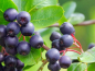 Preview: Aronia melanocarpa Hugin Apfelbeere "Hugin